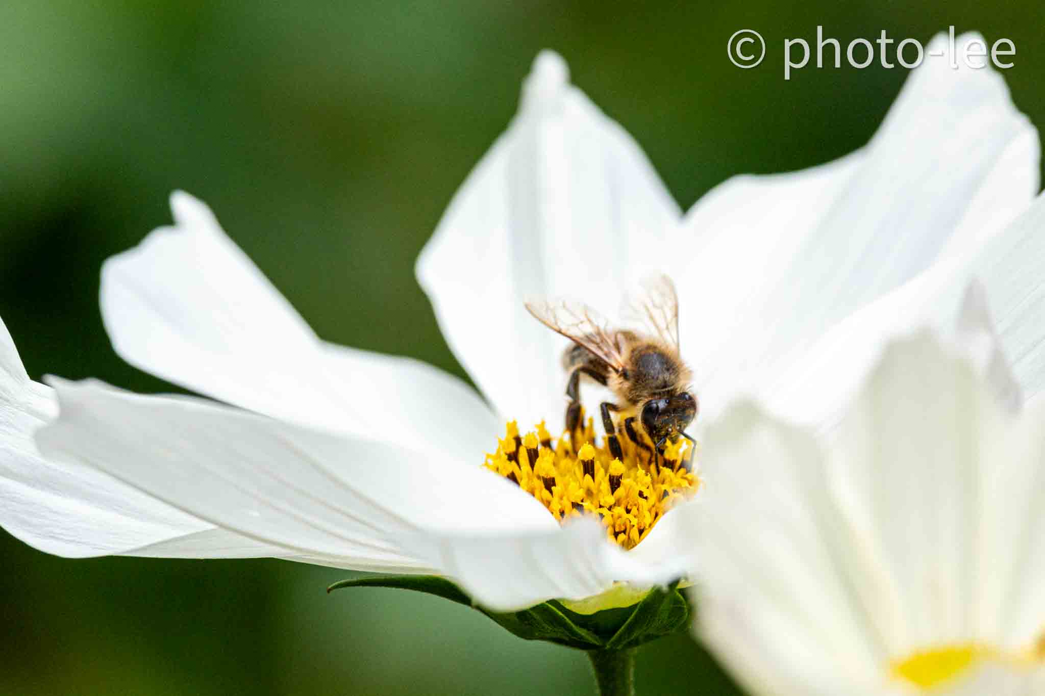 Eine Biene steht auf einer weißen Blüte